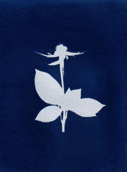 Atelier Découverte & initiation au cyanotype - Marie Lantam