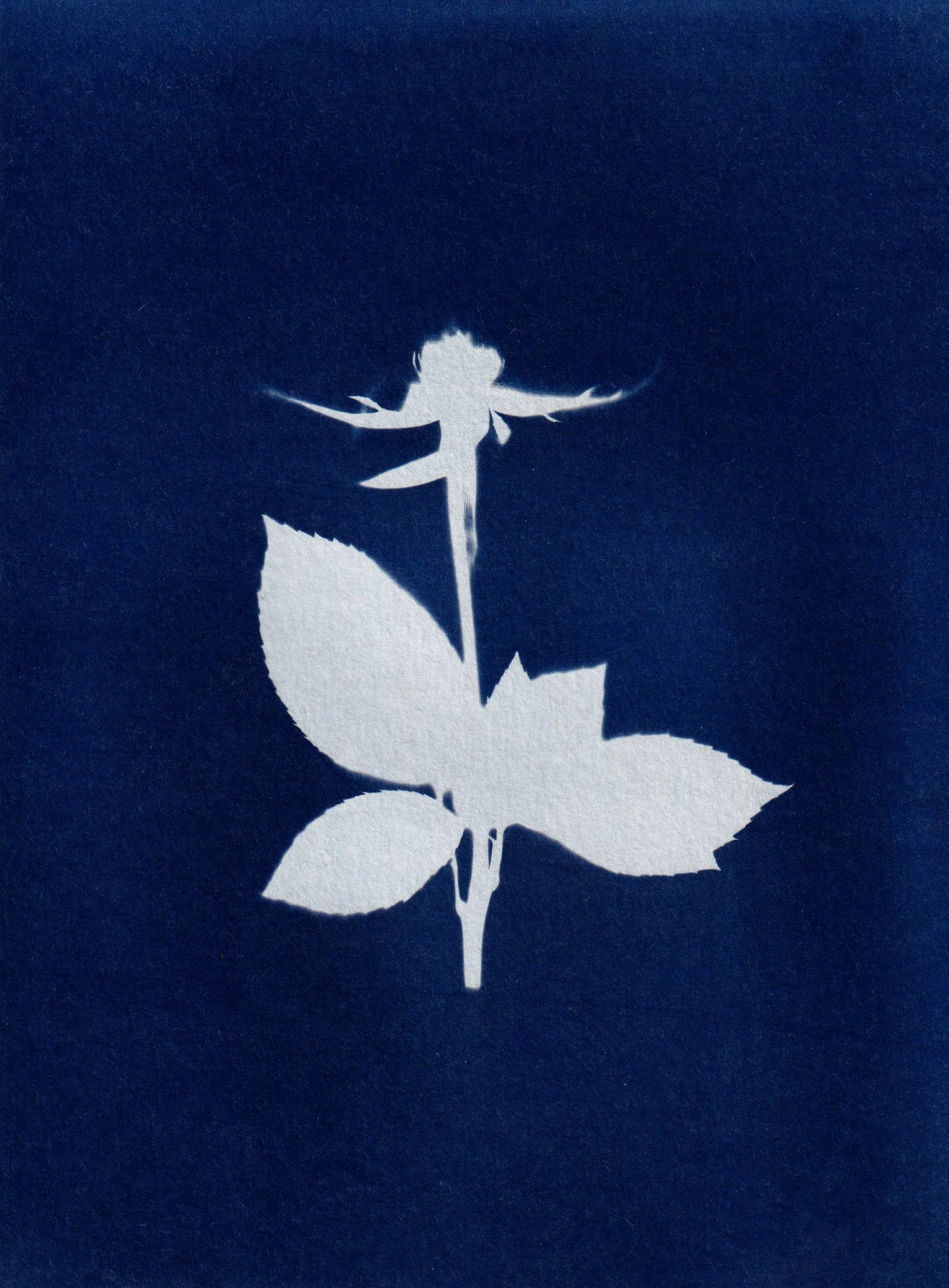 Atelier Découverte & initiation au cyanotype - Marie Lantam