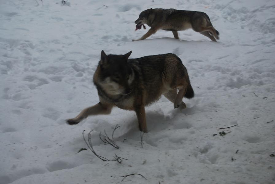Parc Alpha Loup du Boréon 