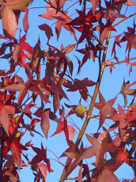 liquidambar  fruit et feuilles d'automne