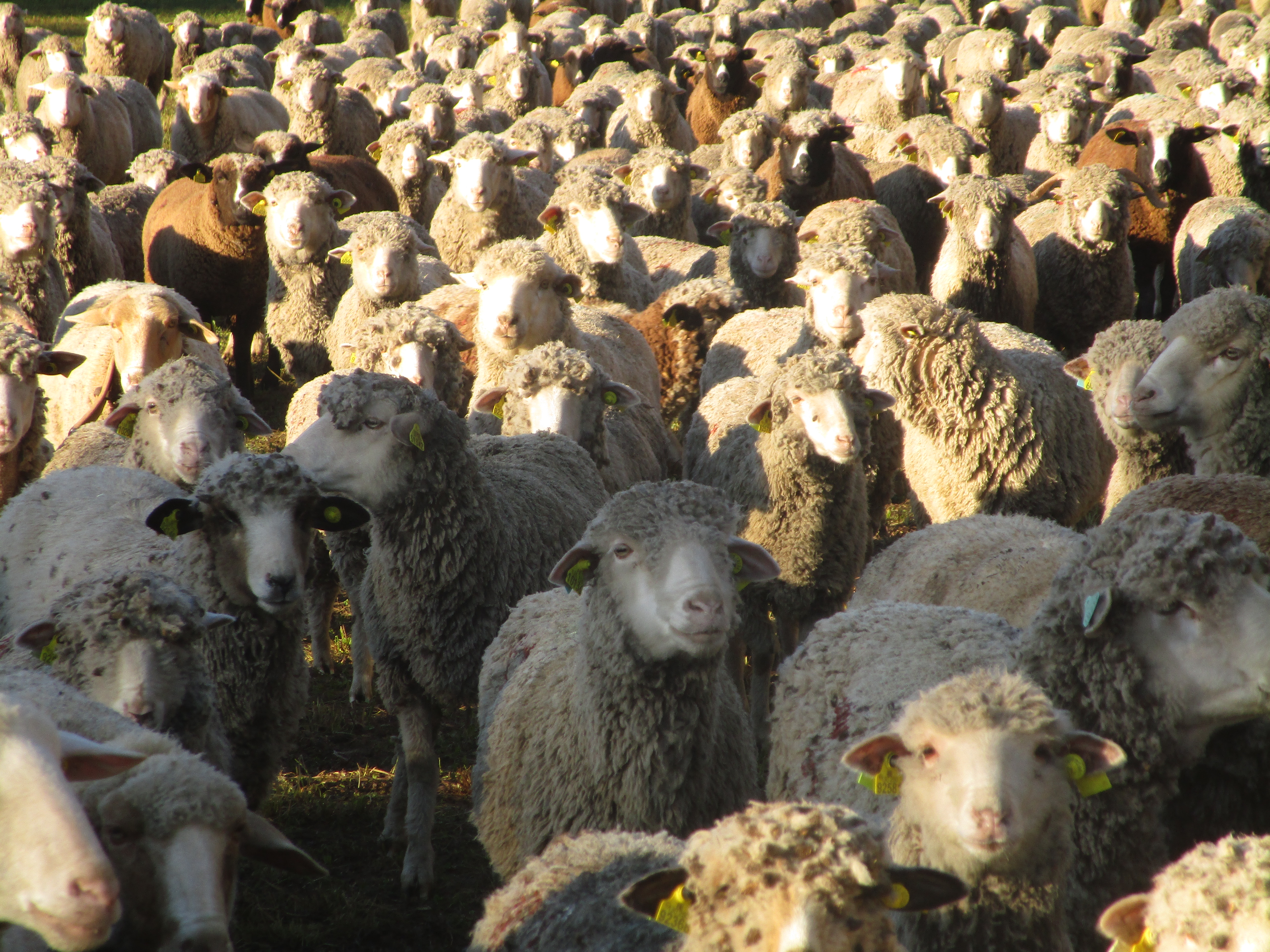 Agneau bio de Chrislaine Alazard - photo 4