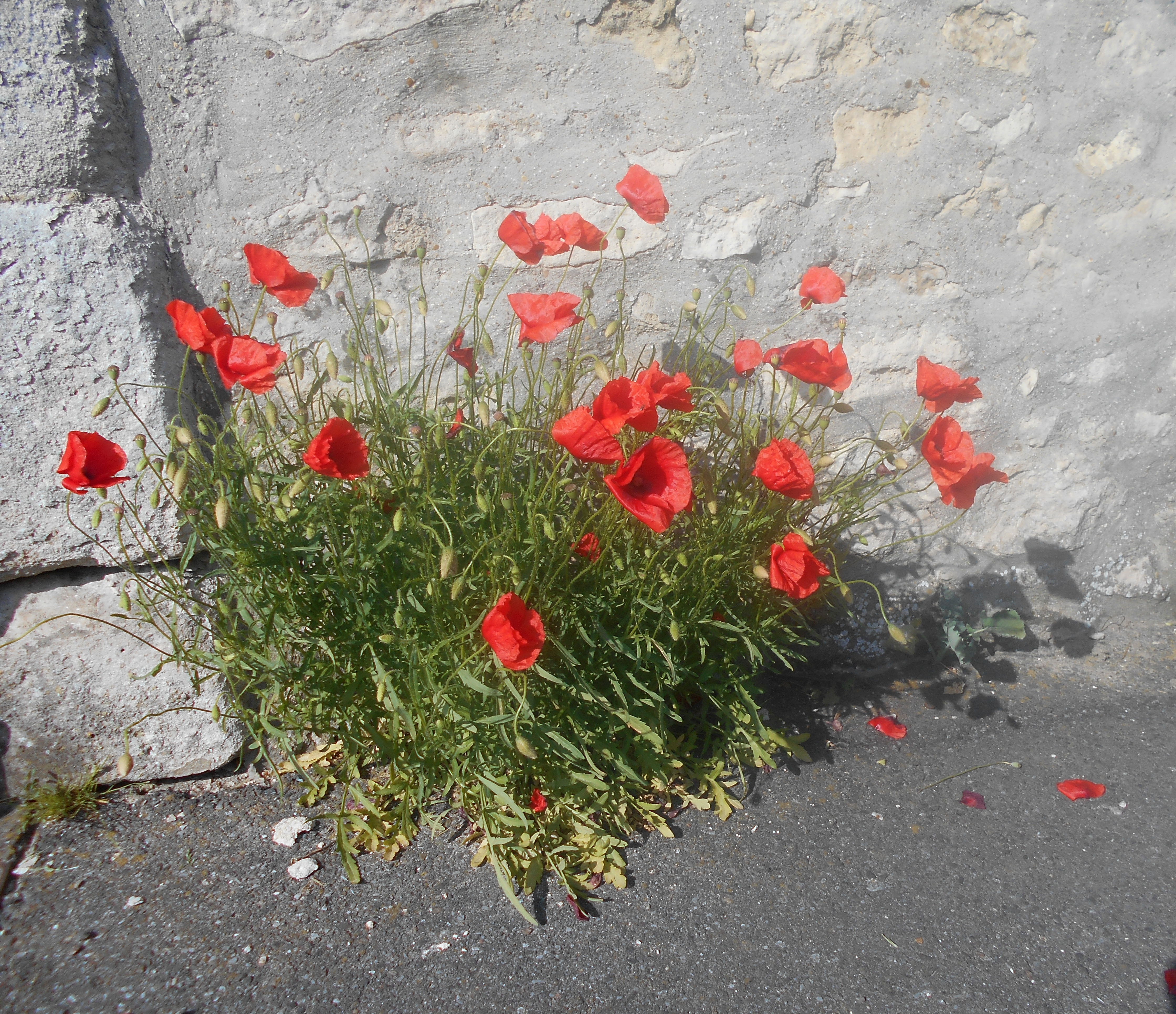 Fleurs des villes et des champs