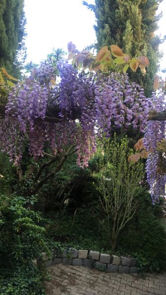 Le jardin de Félicie