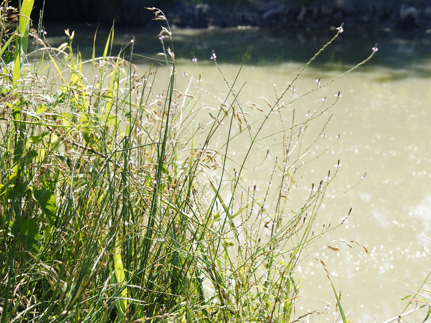 Parcours pêche de la carpe de nuit - Canal Marans La Rochelle