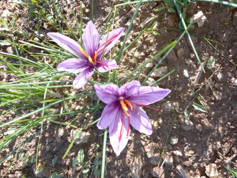 Fleurs