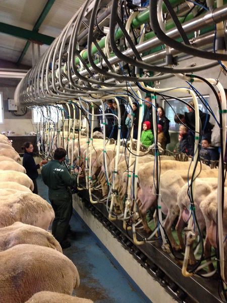 La traite des brebis