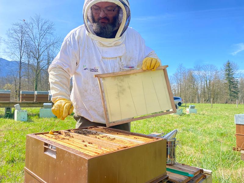 L'abeille de Chartreuse