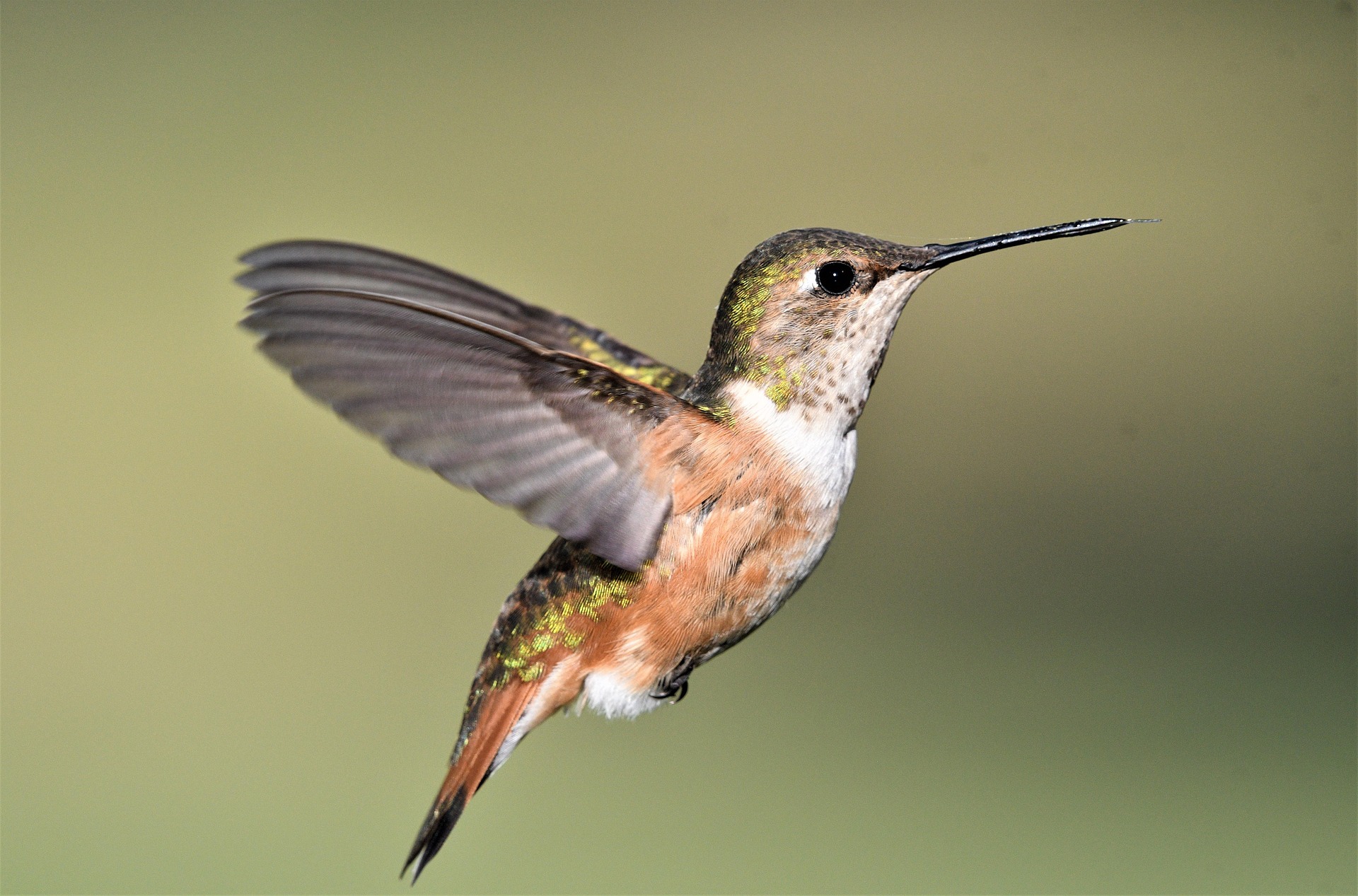 Exposition : Observons les oiseaux_Prévessin-Moëns