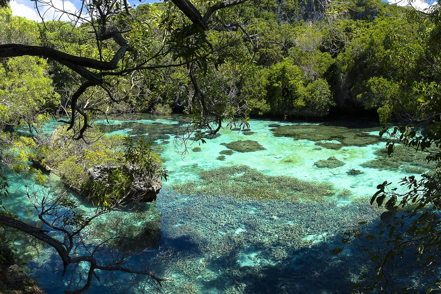 Natural aquarium