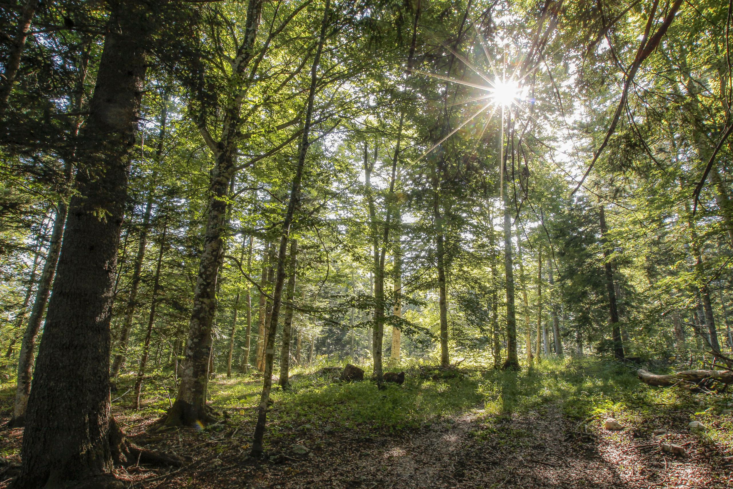 Forêt de Lente