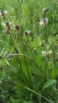 Plantes médicinales : les invitées de mon jardin
