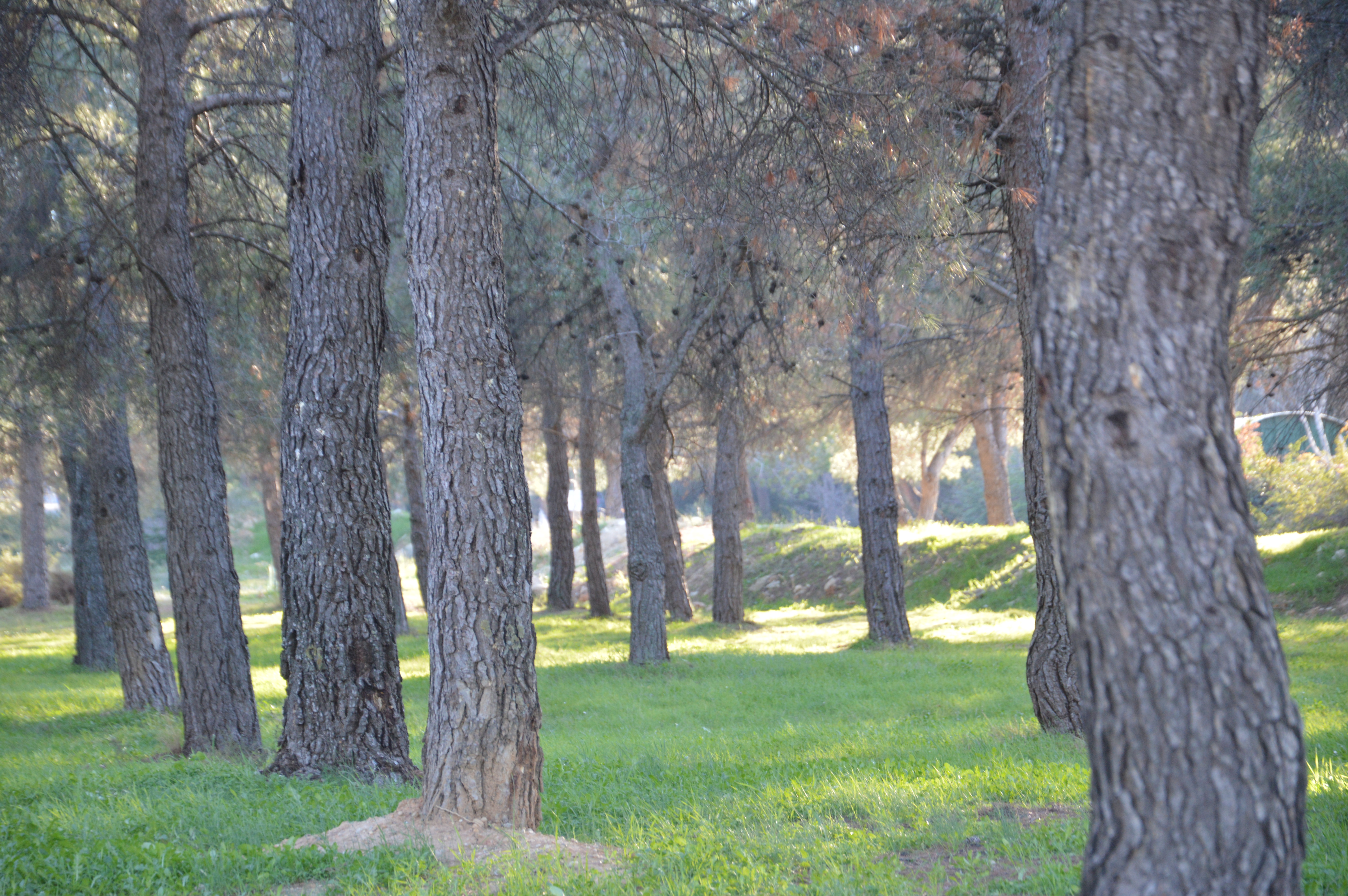 Colline Notre-Dame, Marignane - photo 6