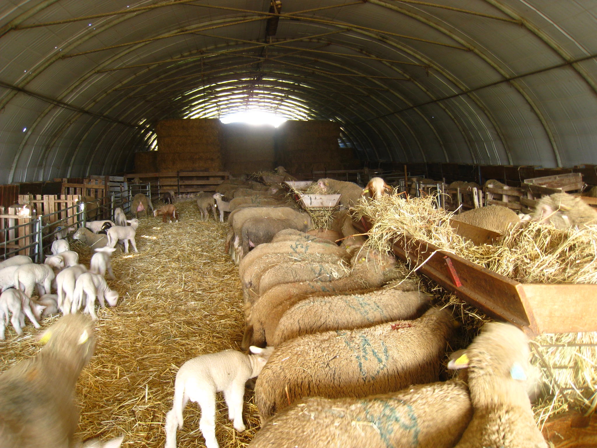 Agneau bio de Chrislaine Alazard