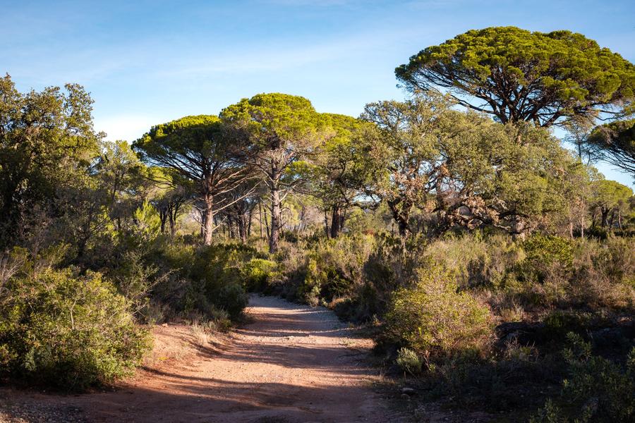 sentier pinède raphèle