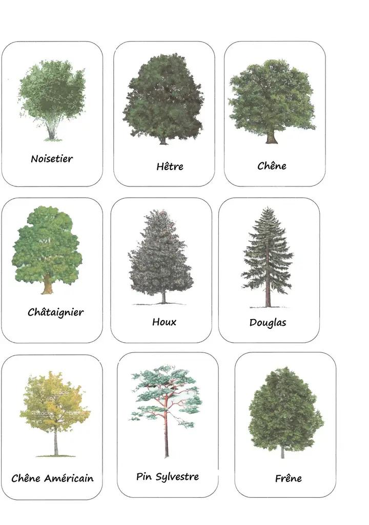 Atelier enfant : Reconnaissance des arbres