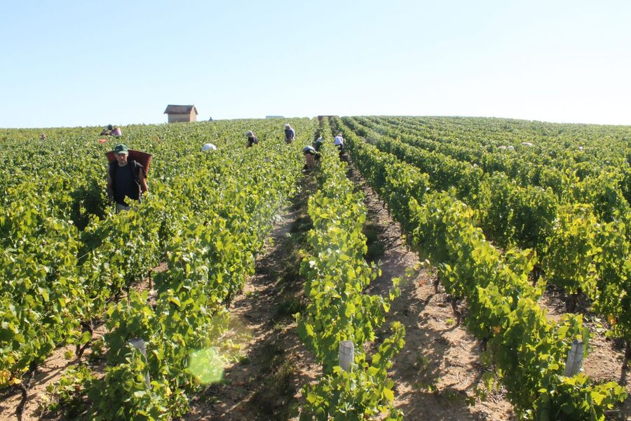 Vendanges au Domaine des Nugues à Lancié