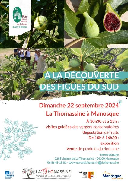 A la découverte des figues du Sud à la Thomassine