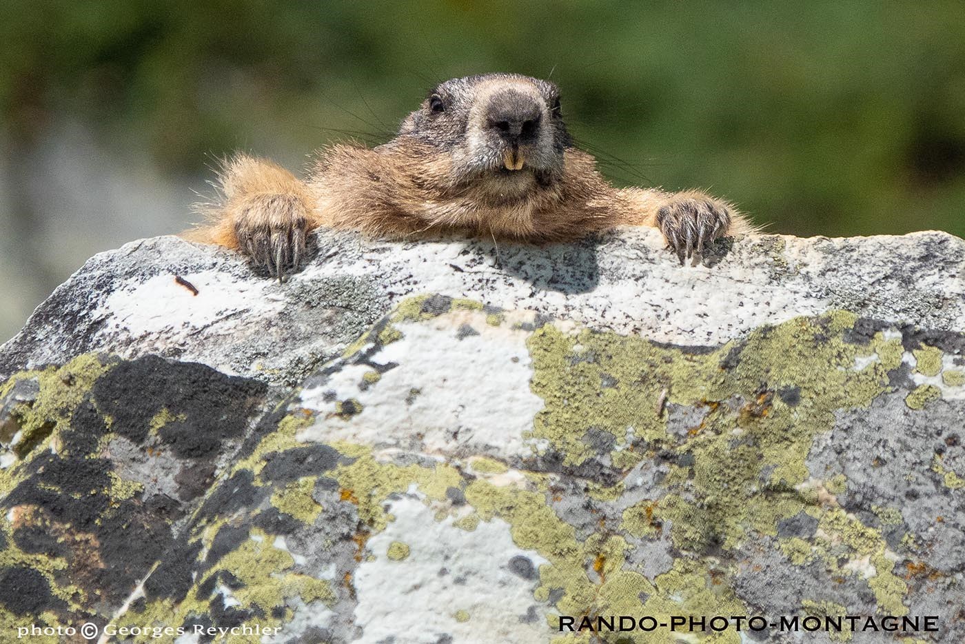 La saga des marmottes