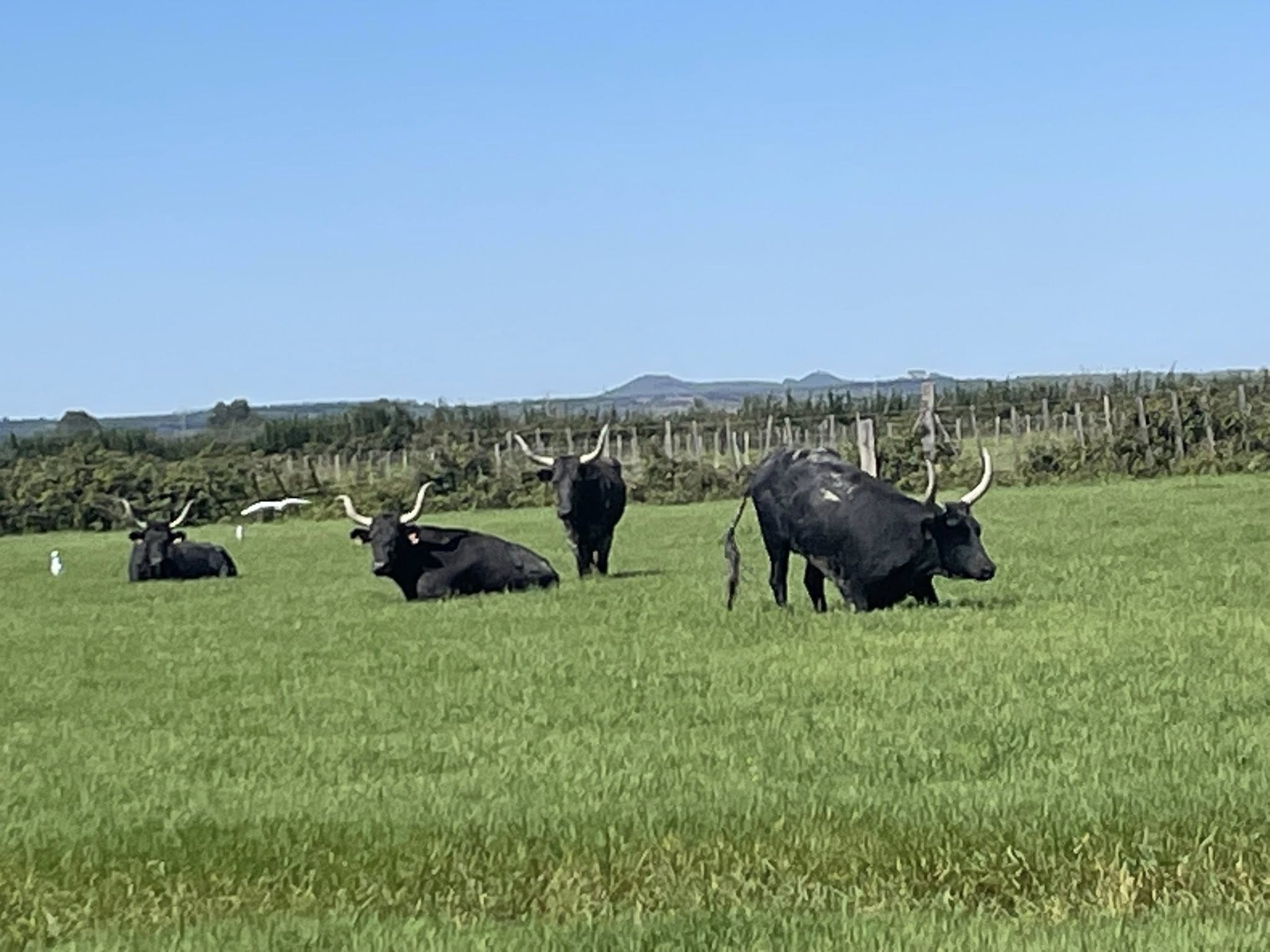 Découverte de la manade du juge