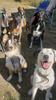 Passion Dog 04_Castellane