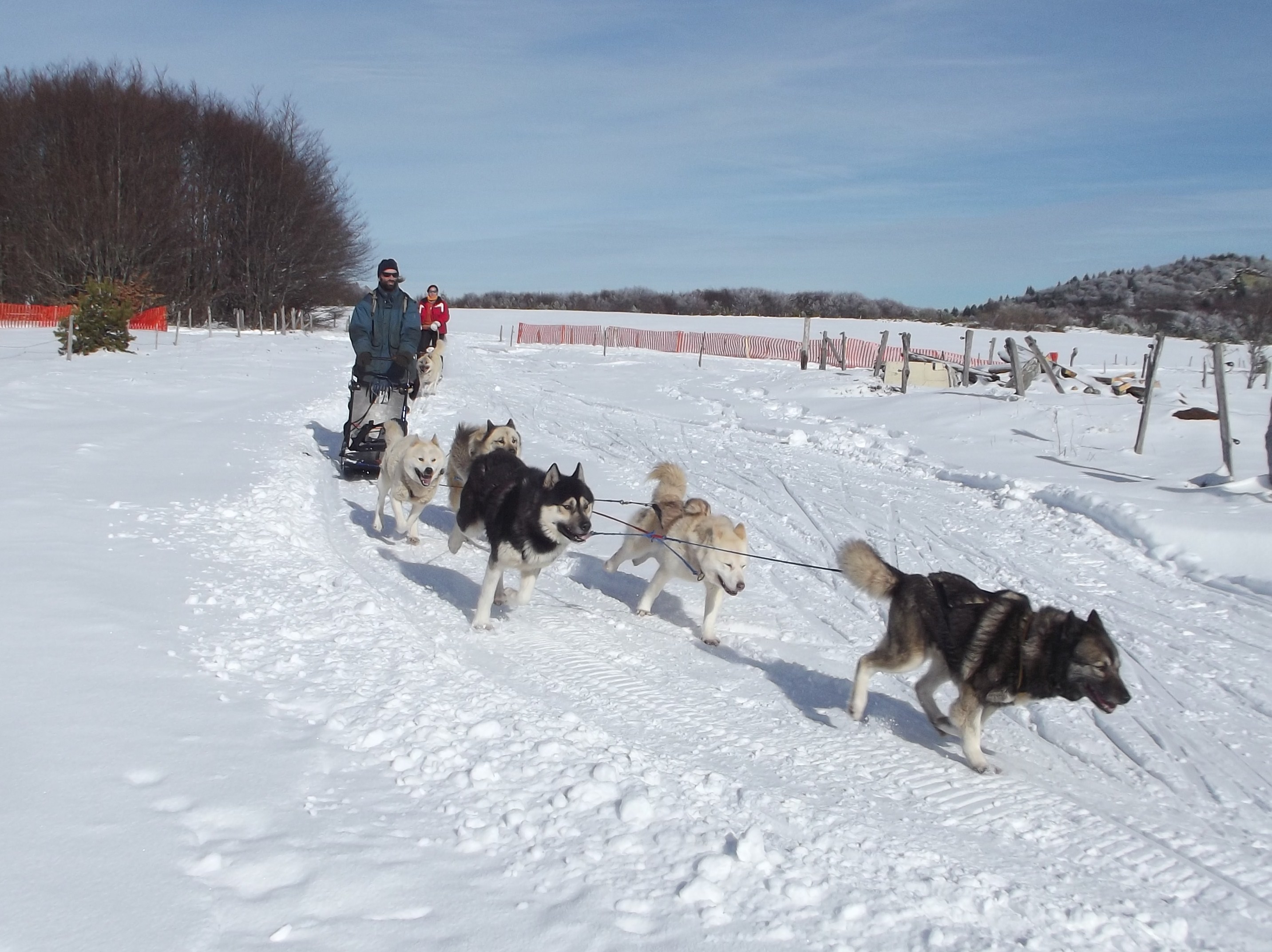 Dogsleigh rides