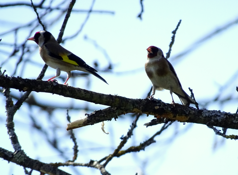 Couple de chardonnerets élégants sur le sentier de Veyrières