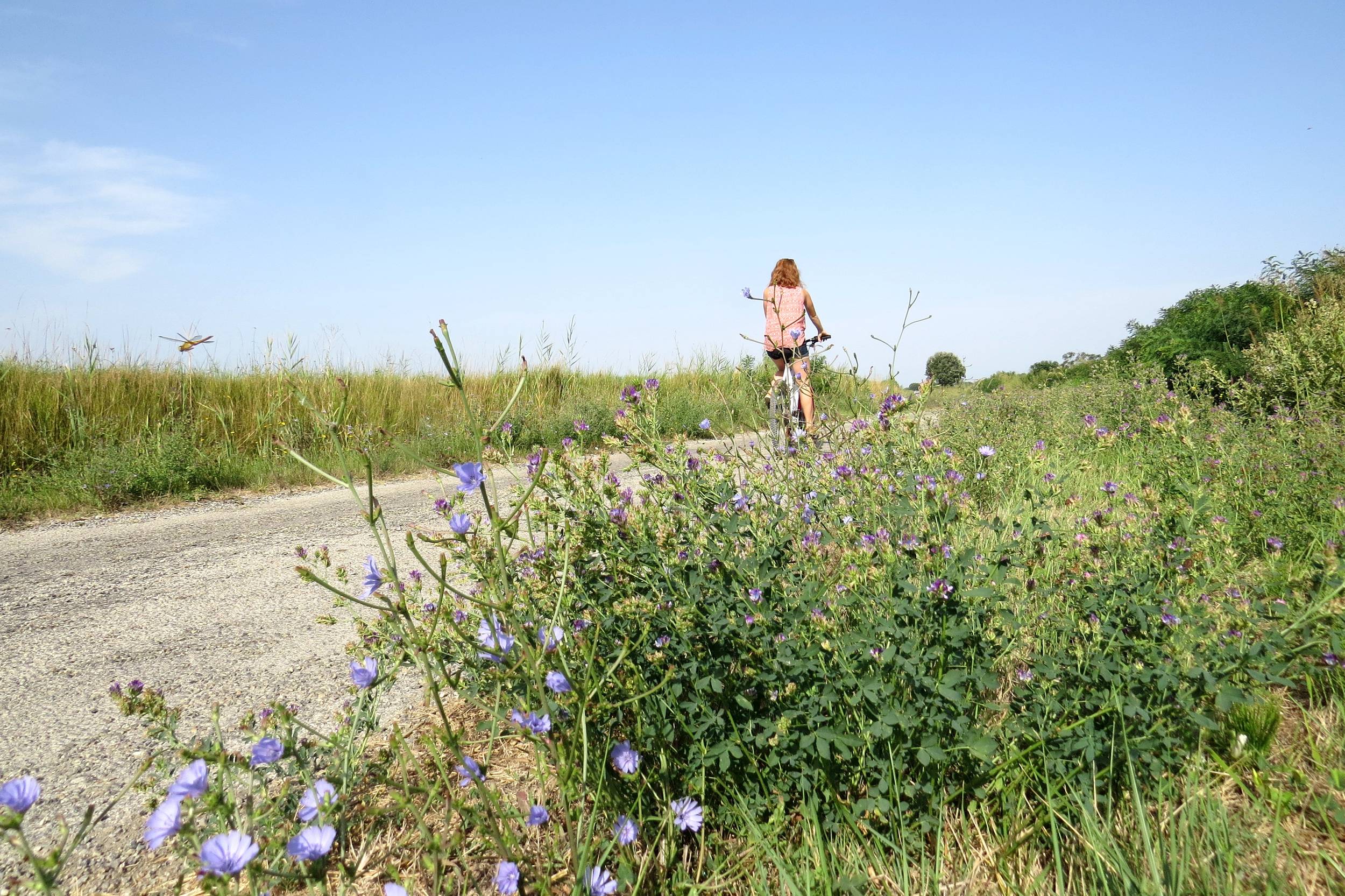 ARLES - Le marais d'Albaron à Saliers à vélo — photo 2