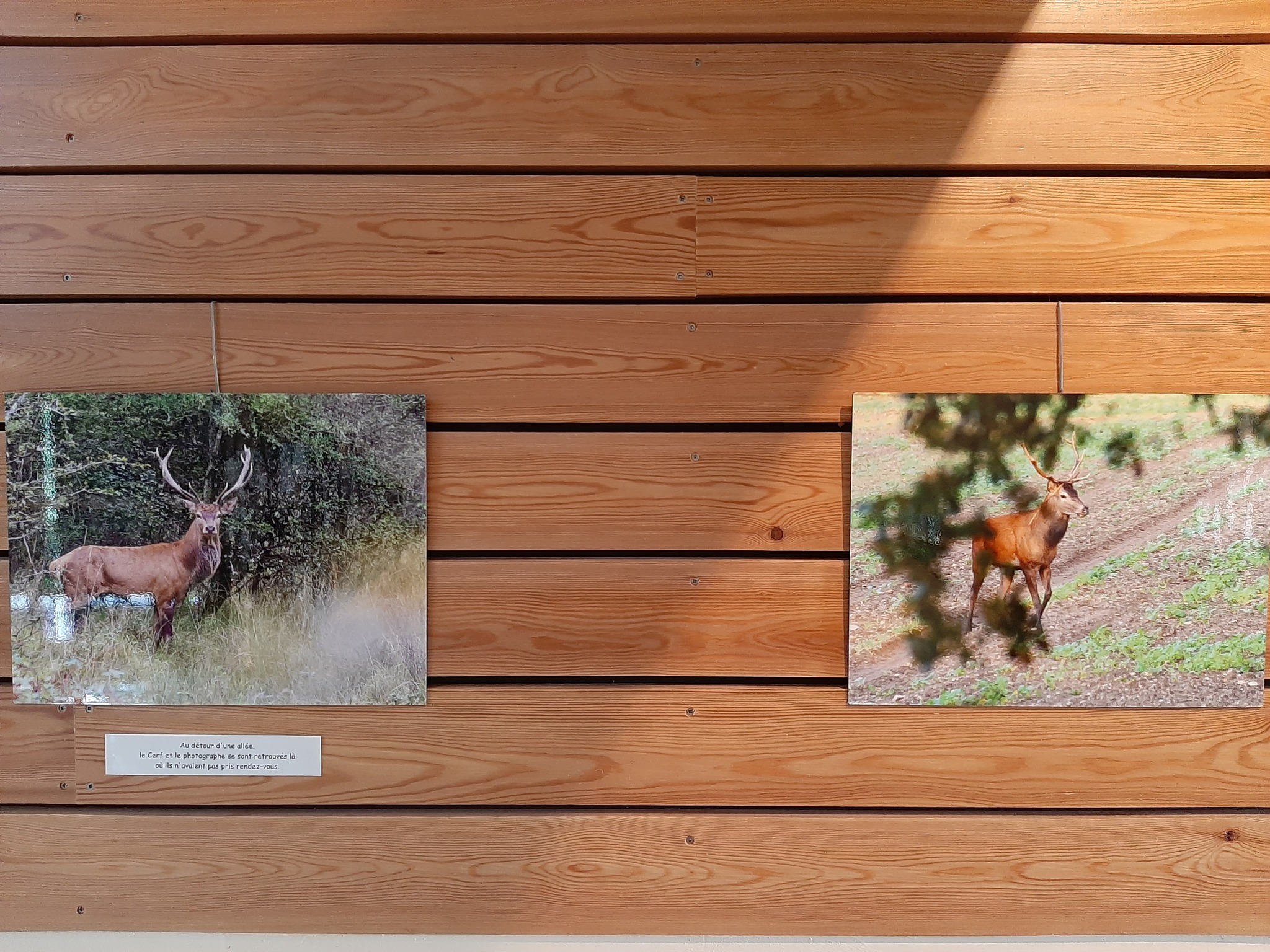 Le cerf - exposition photo - ARTHUN