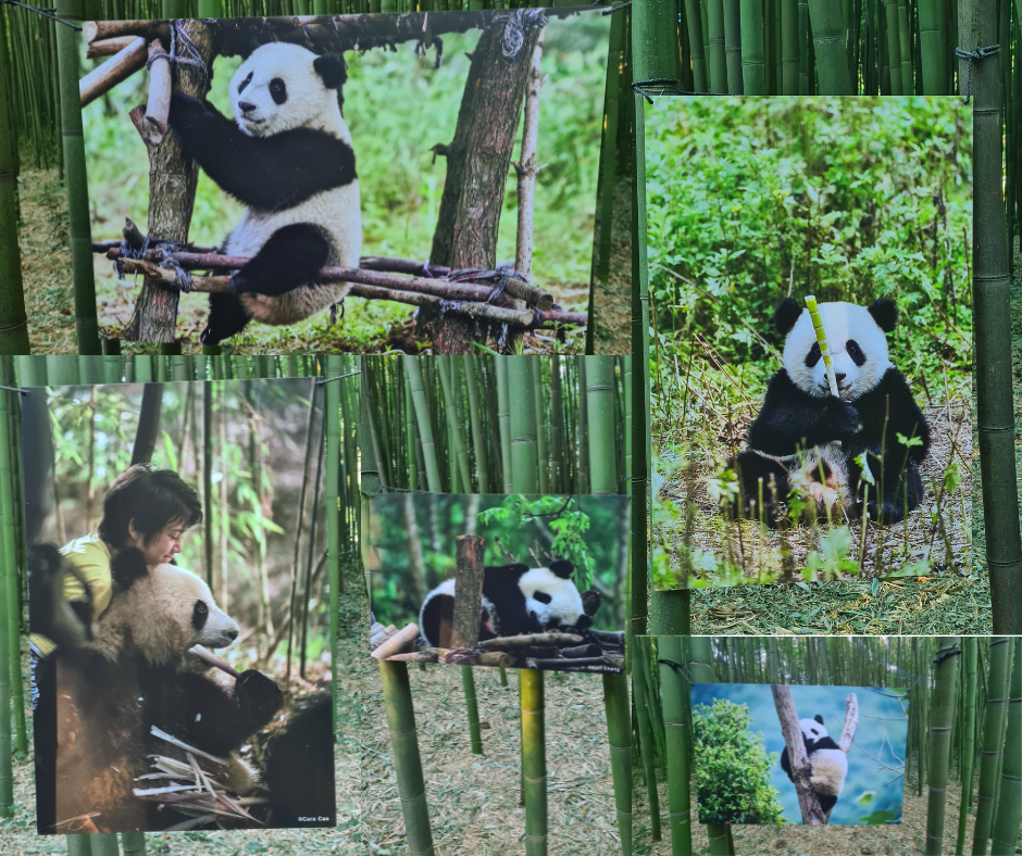 Exposition  photos Moon le Panda à la Bambouseraie_Générargues
