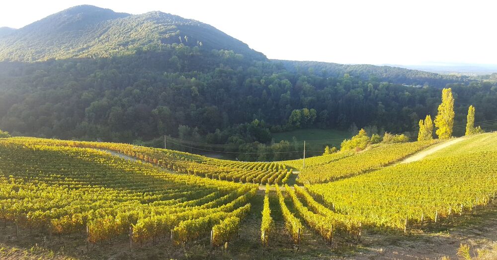 Maison Bonnard à Seillonnaz