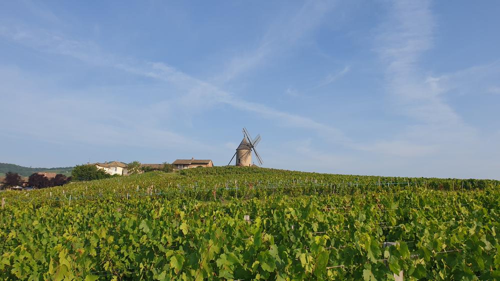 Vignes de Moulin-à-Vent
