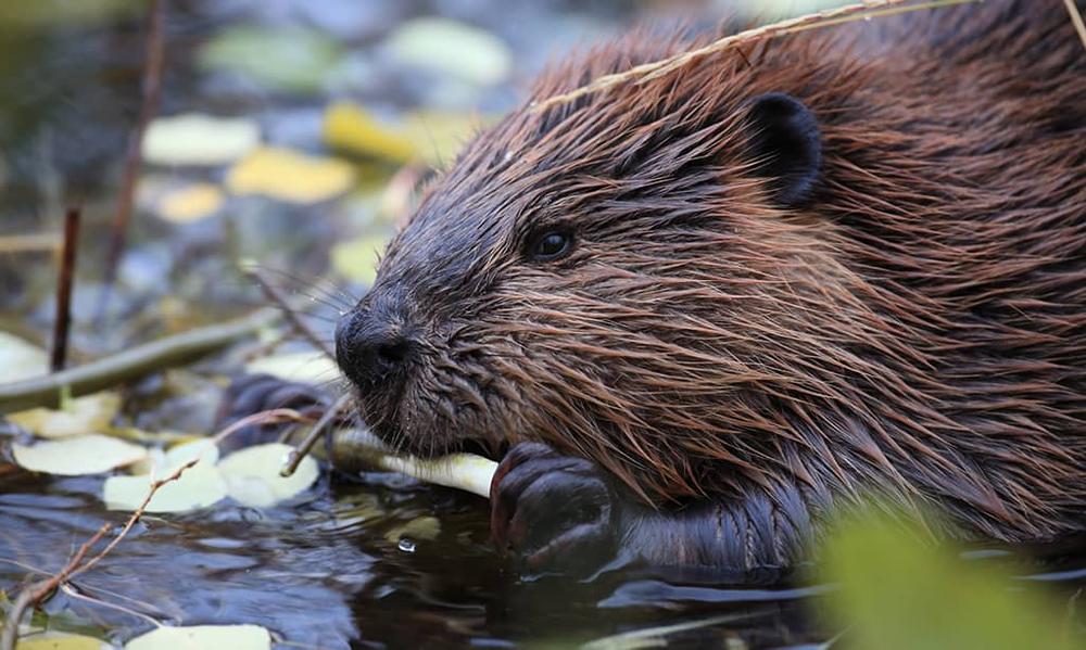 Sur les traces du castor