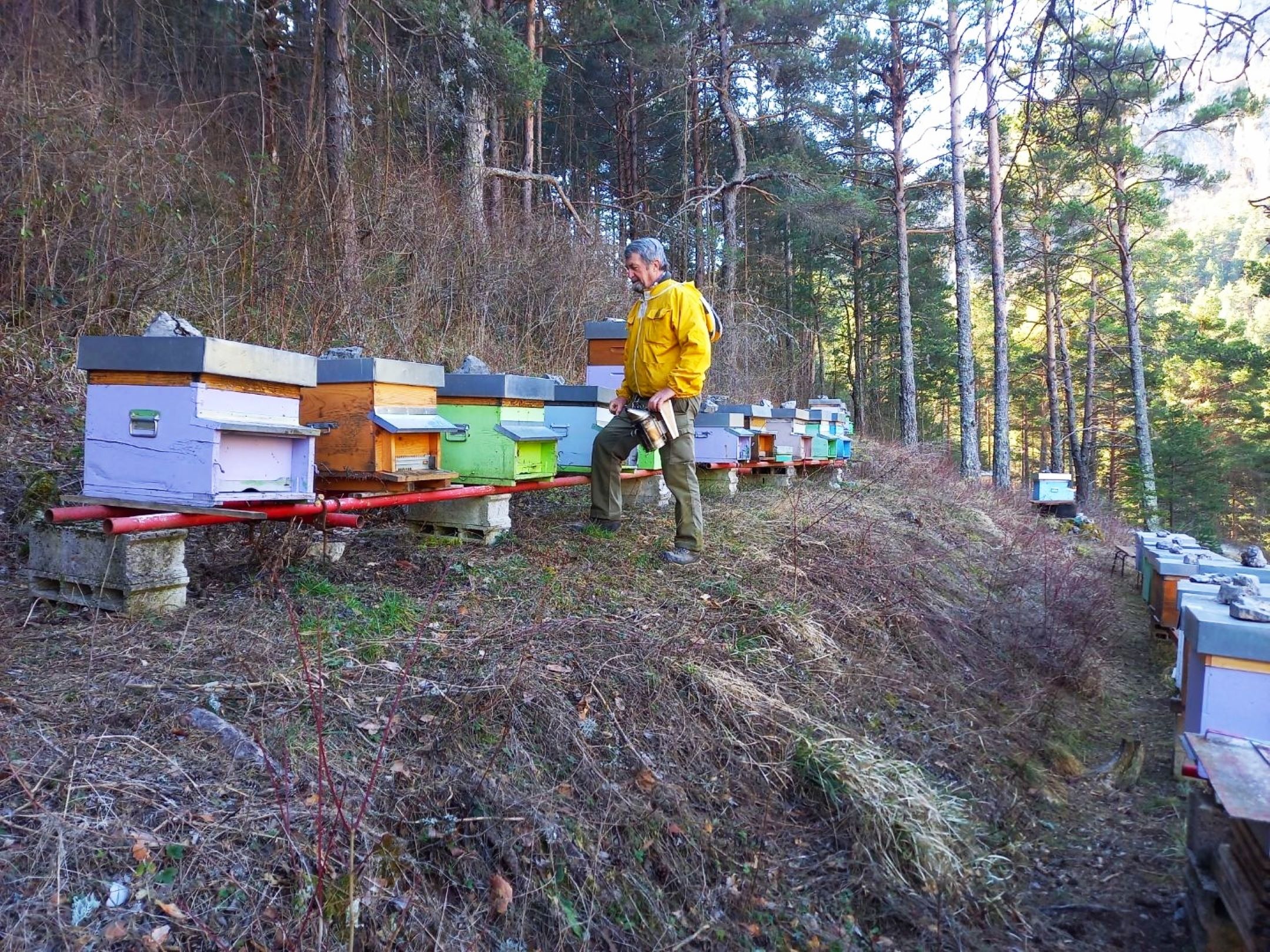 Des ruches installées en pleine nature.