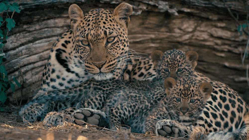 Extrait du film Mashatu, terre de lépoards