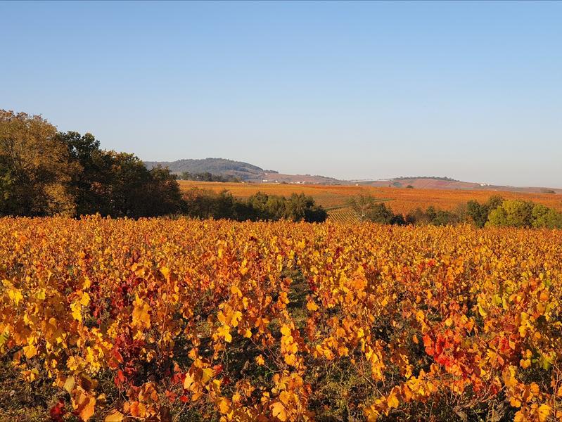 Château Gaillard_Villié-Morgon
