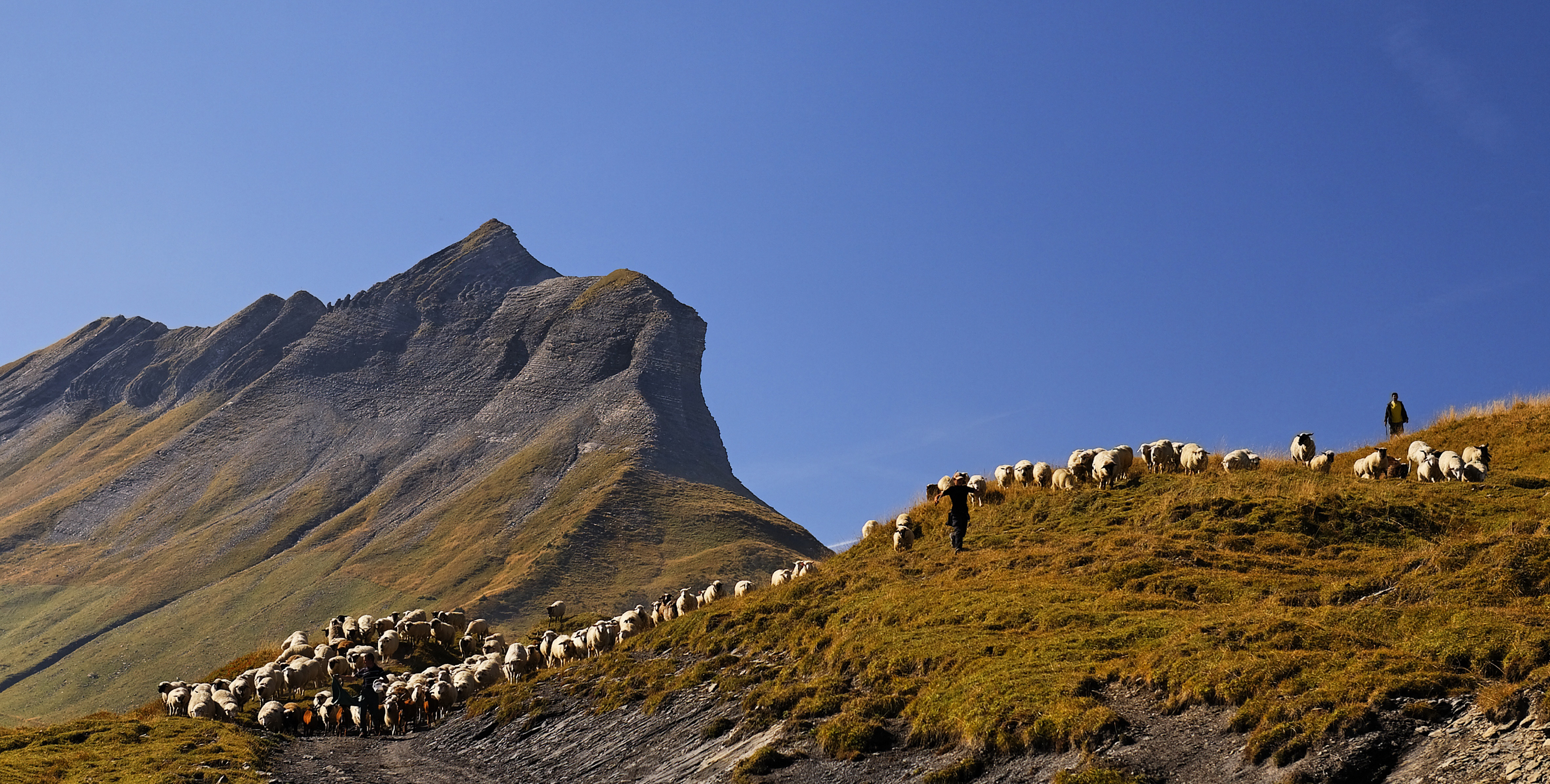 moutons croise baulet Cordon