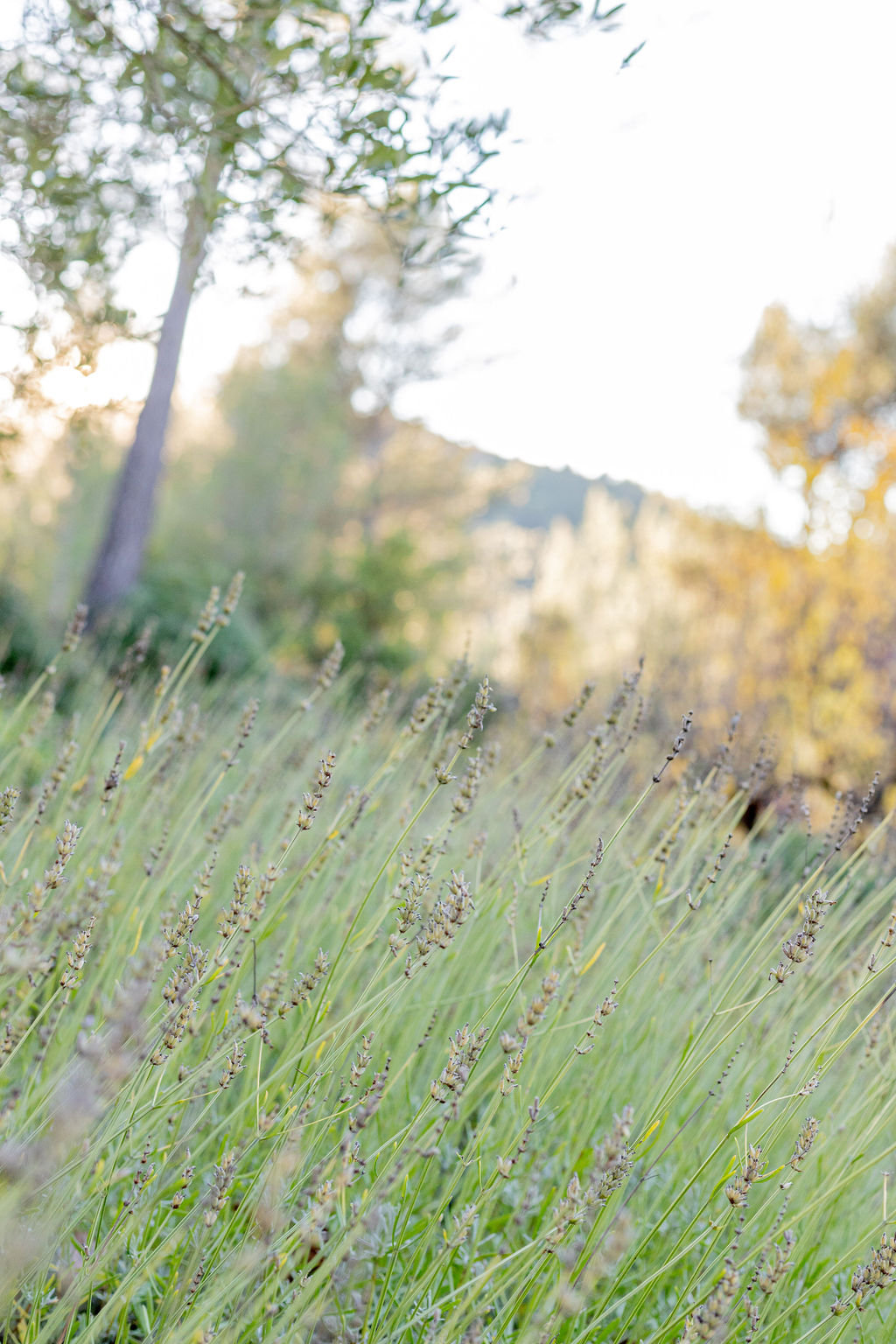 Gîte des Arbousiers, Auriol - photo 19