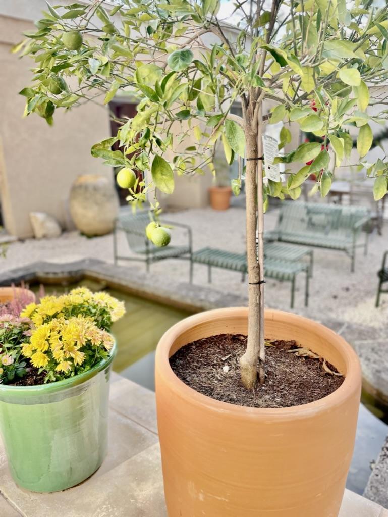 La petite Mazarine, Aix-en-Provence - photo 17