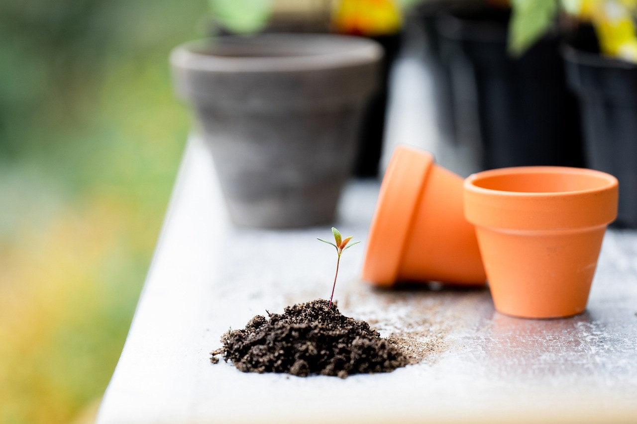 Vente de plants de légumes et fleurs