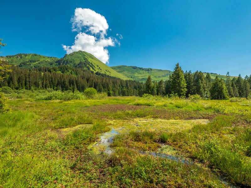 Tourbière de Sommand