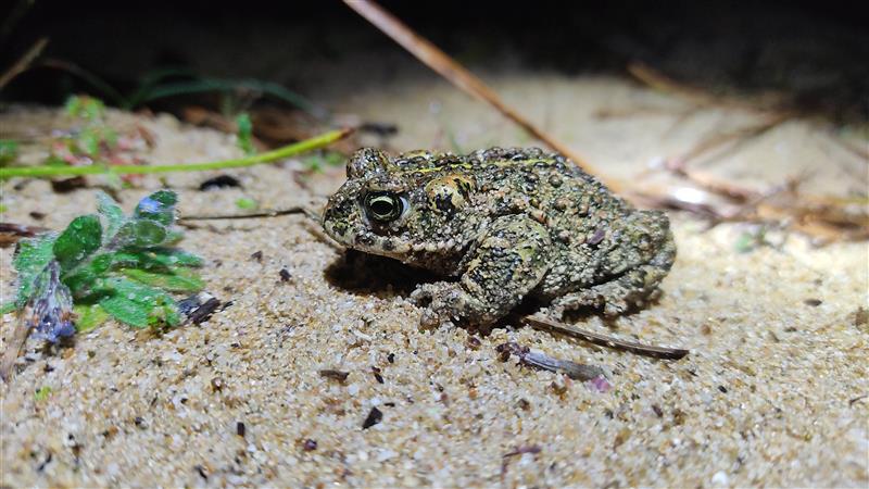 À la découverte des amphibiens