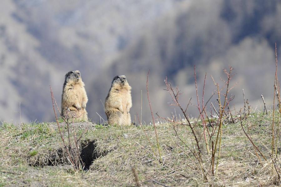 Fête de la nature : à la rencontre des marmottes