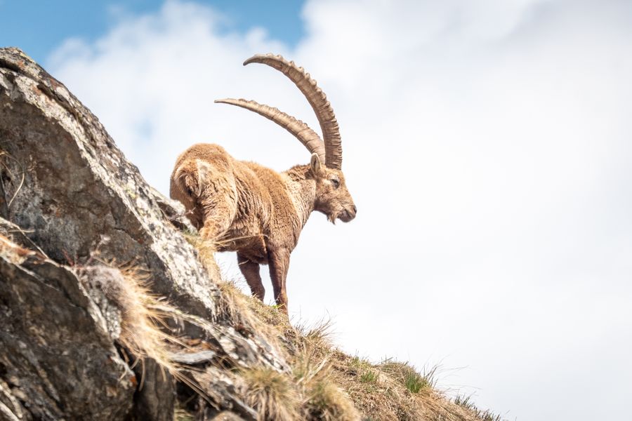 Bouquetin en Haute Maurienne Vanoise