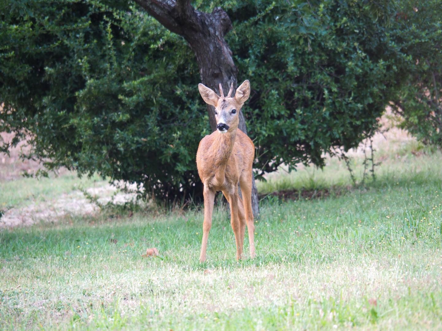 Tilleul, Jouques - photo 42