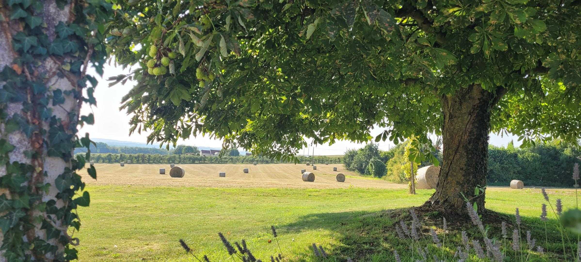 le champ après moisson