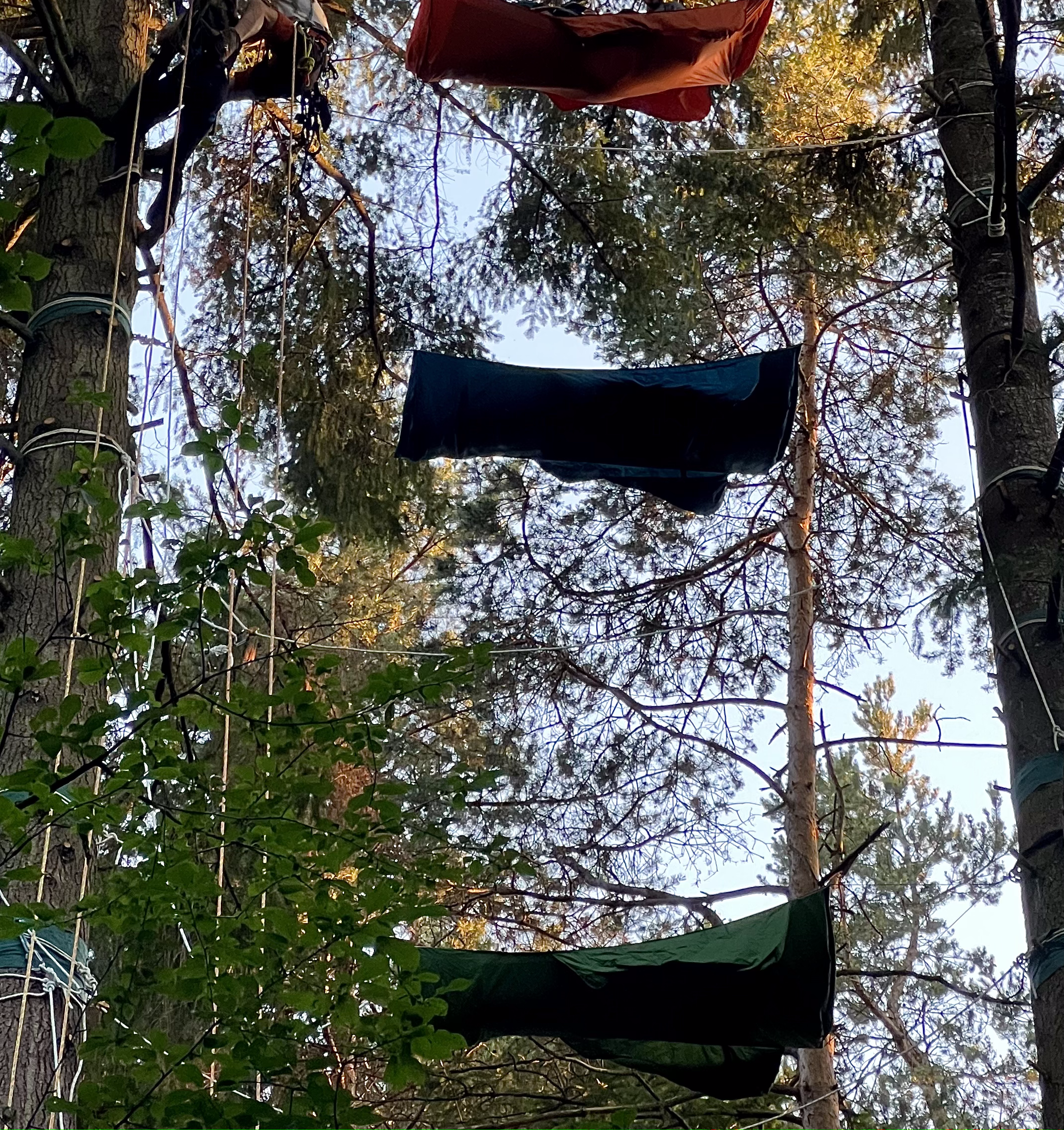 Bivouac en forêt