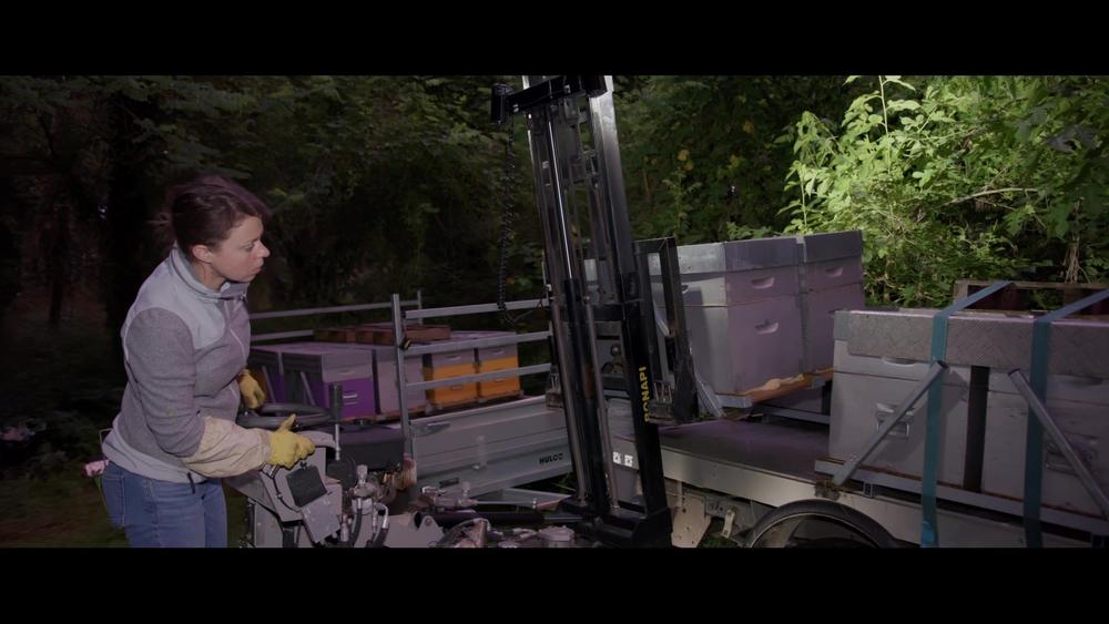 La transhumance des ruches