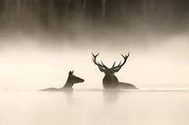 Le chant des forêts - Ciné-animation - Festival "Tous en salle"_Saint-Bonnet-le-Château