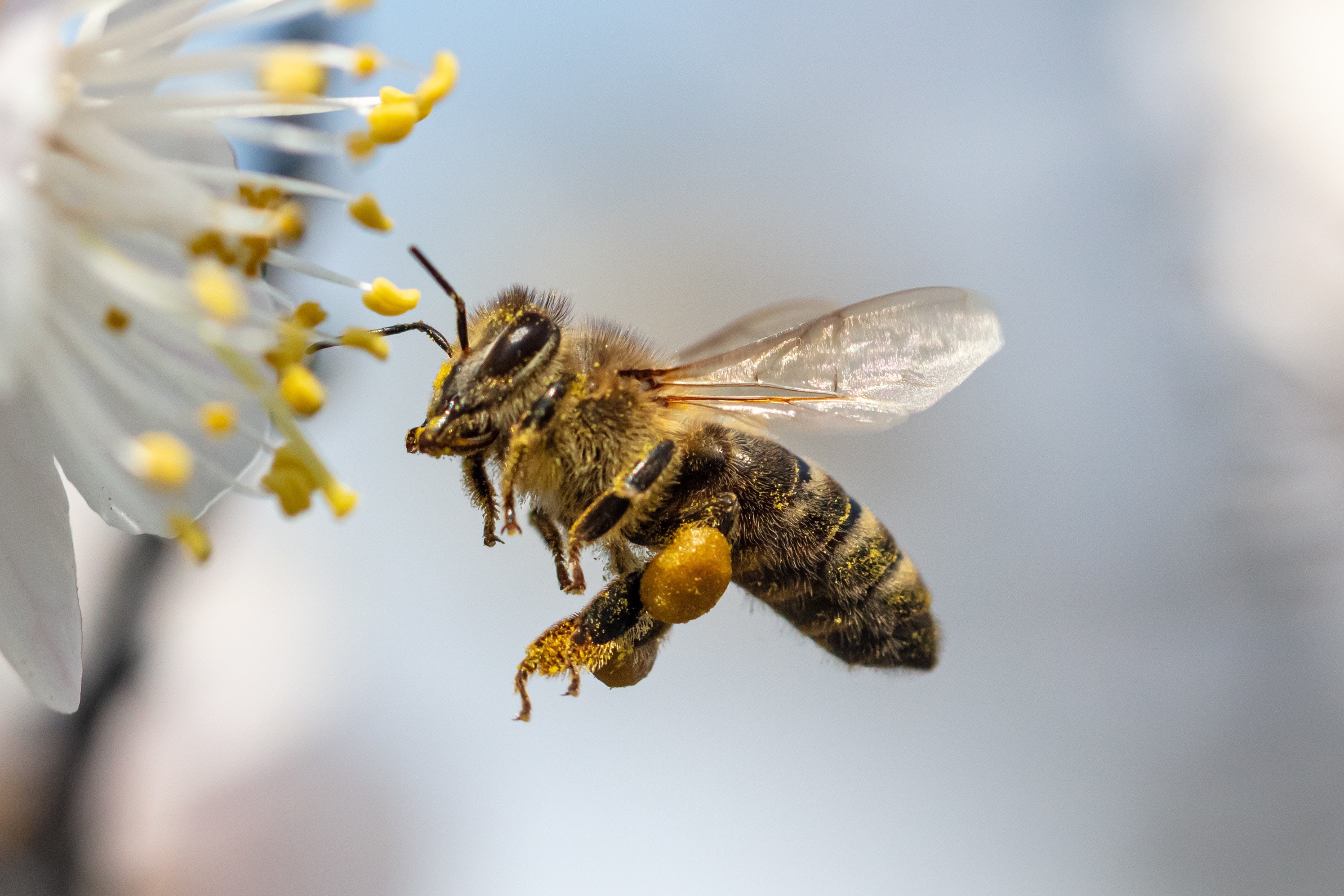 Conférence-projection sur le thème "Les abeilles" Le 21 mai 2024
