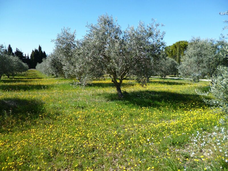 Moulin à huile d'olive et Domaine Oliversion
